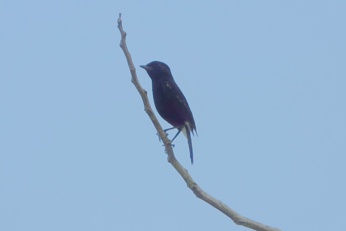 Pied Bushchat - ML276678841