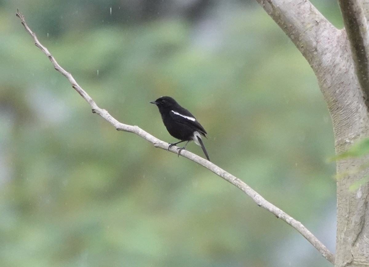 Pied Bushchat - ML276678891