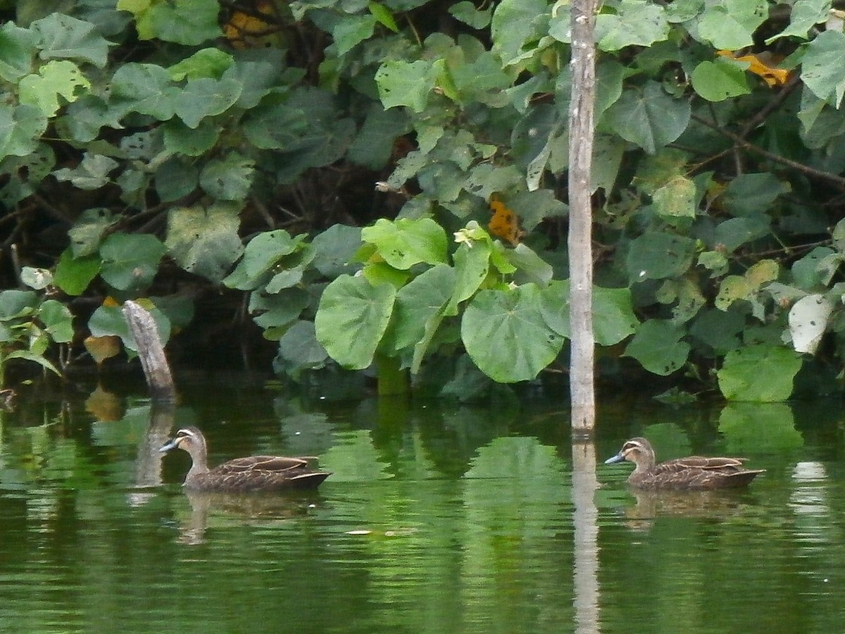 Pacific Black Duck - ML276678971