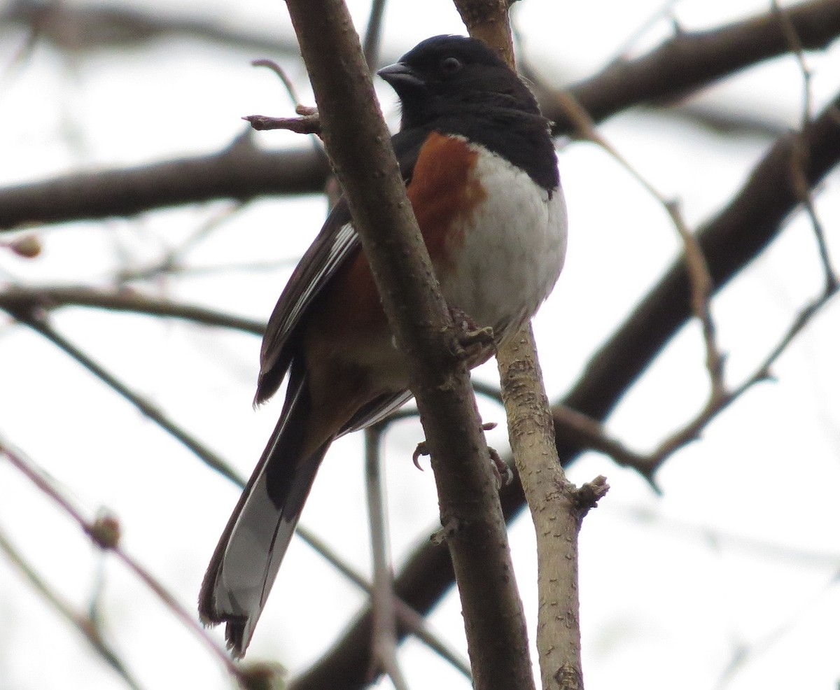 Eastern Towhee - ML27667911