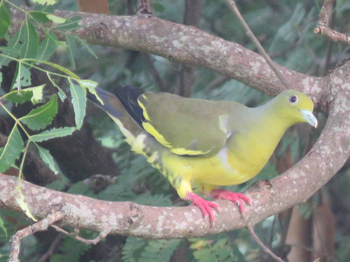 Orange-breasted Green-Pigeon - Krishnamoorthy Muthirulan