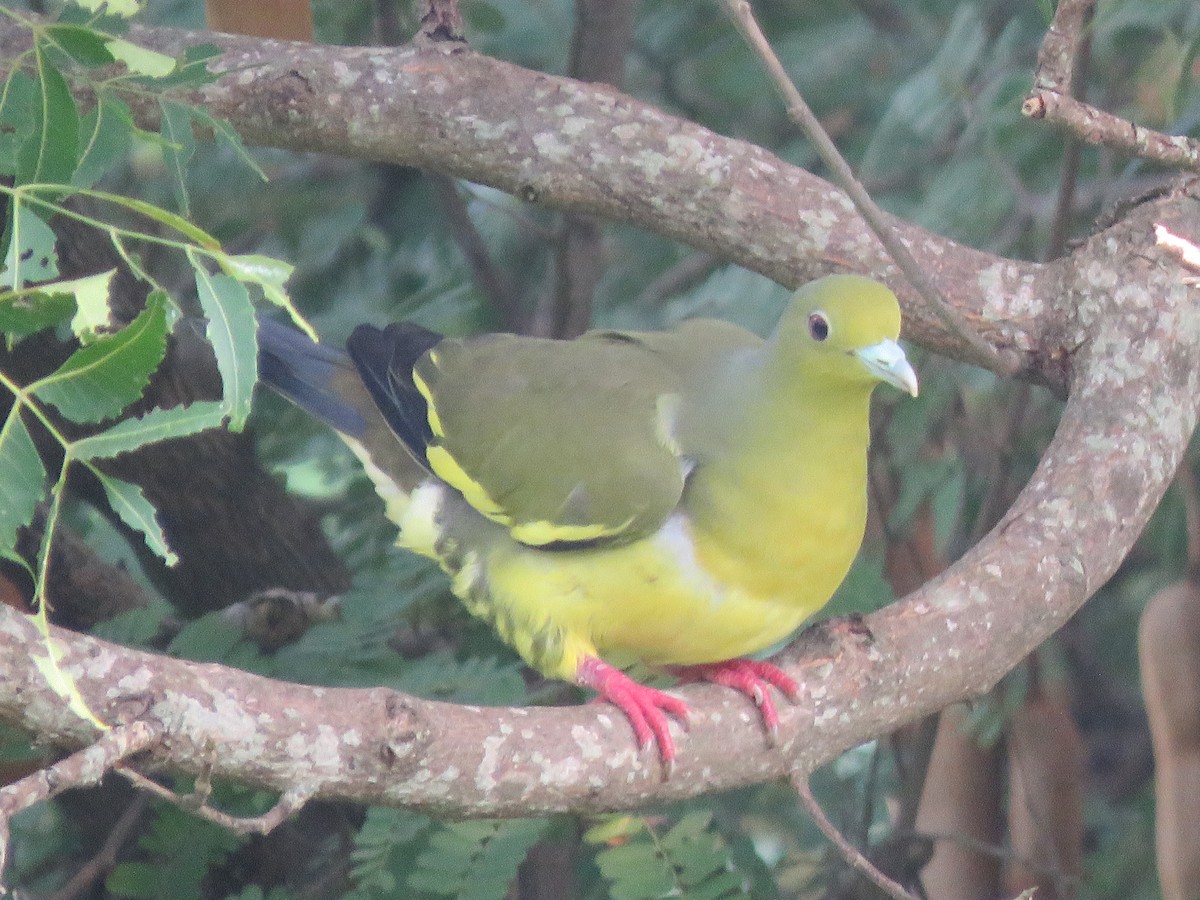 Orange-breasted Green-Pigeon - Krishnamoorthy Muthirulan