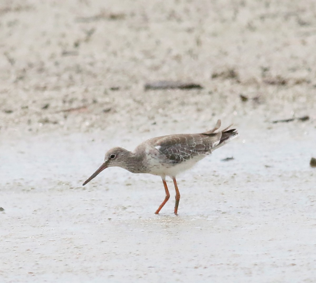 Common Redshank - ML276679991