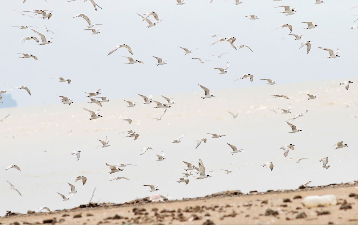 Whiskered Tern - Ronnie Ooi