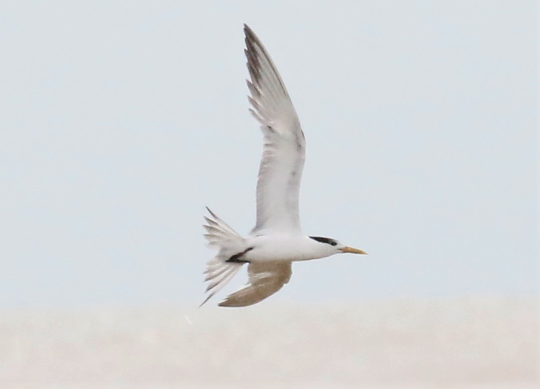 Great Crested Tern - Ronnie Ooi