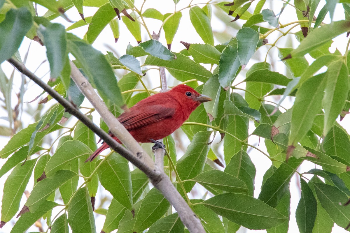 Summer Tanager - ML276680671