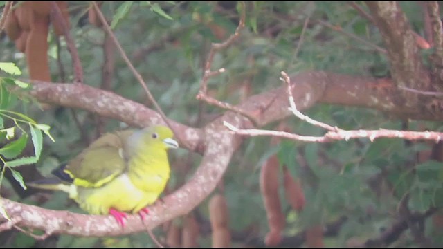 Orange-breasted Green-Pigeon - ML276681341