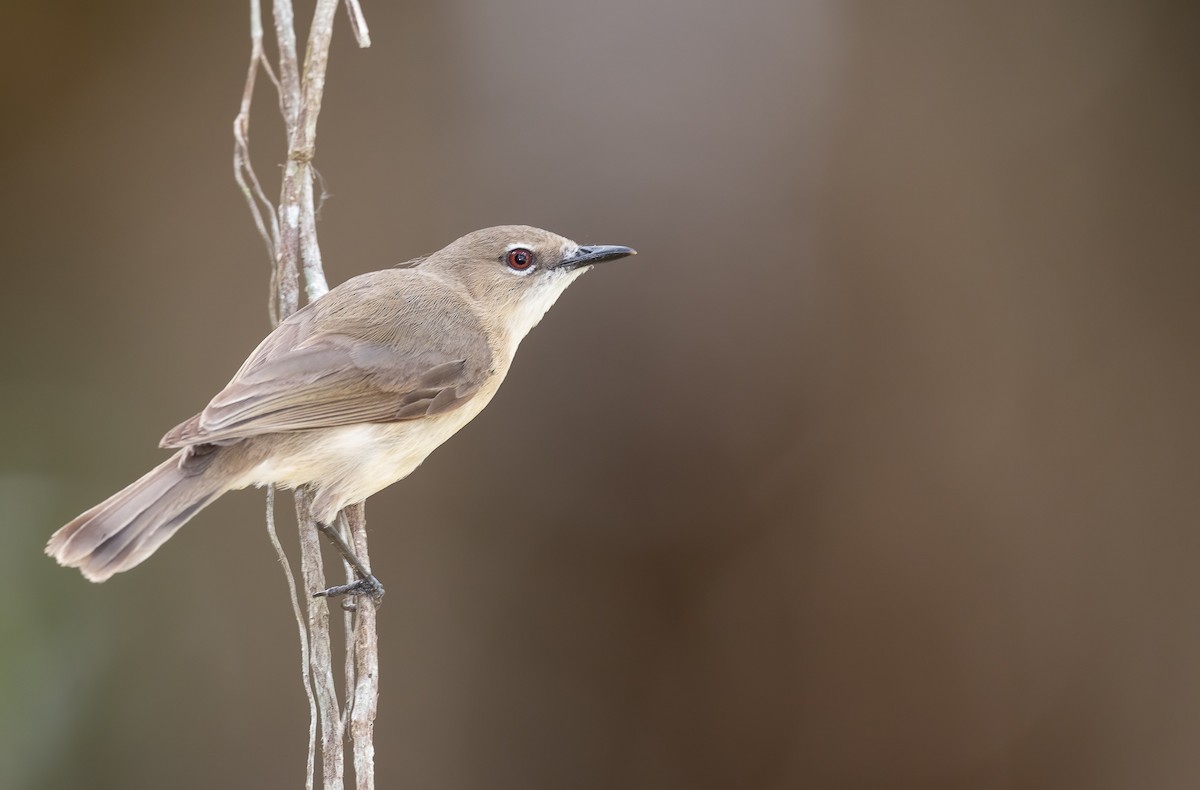 Large-billed Gerygone - Barry Deacon