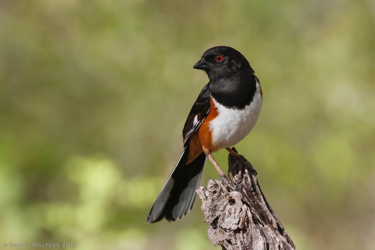 Eastern Towhee - Davey Walters