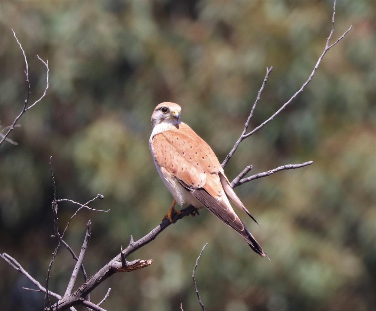 Nankeen Kestrel - ML276683611