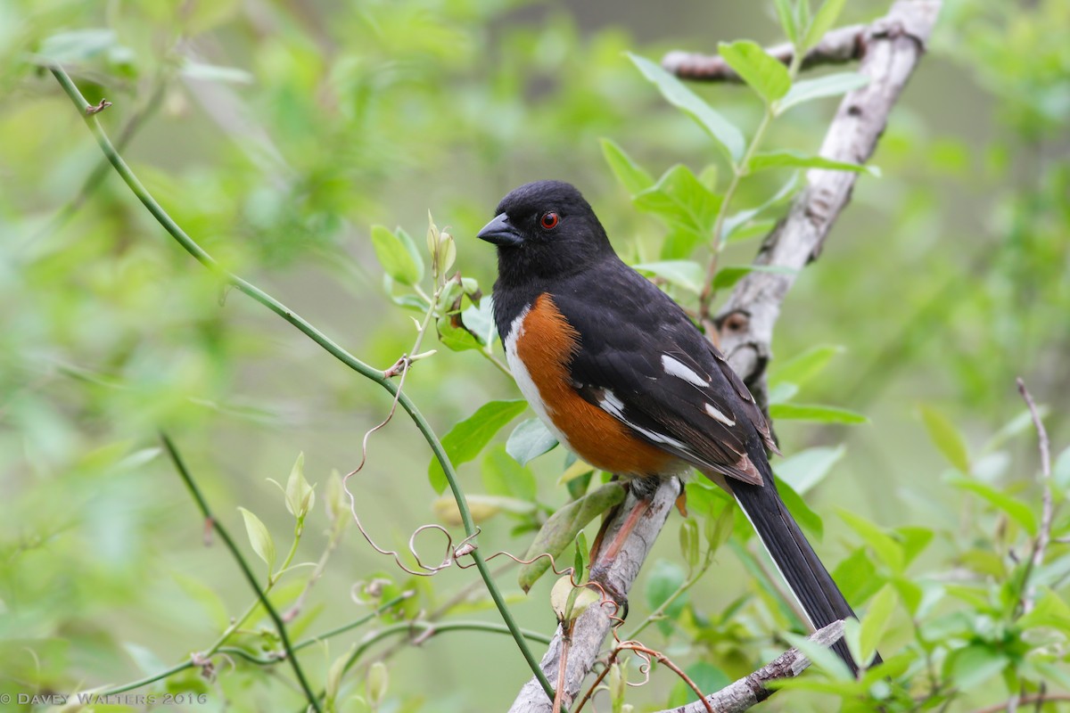 Eastern Towhee - ML27668381