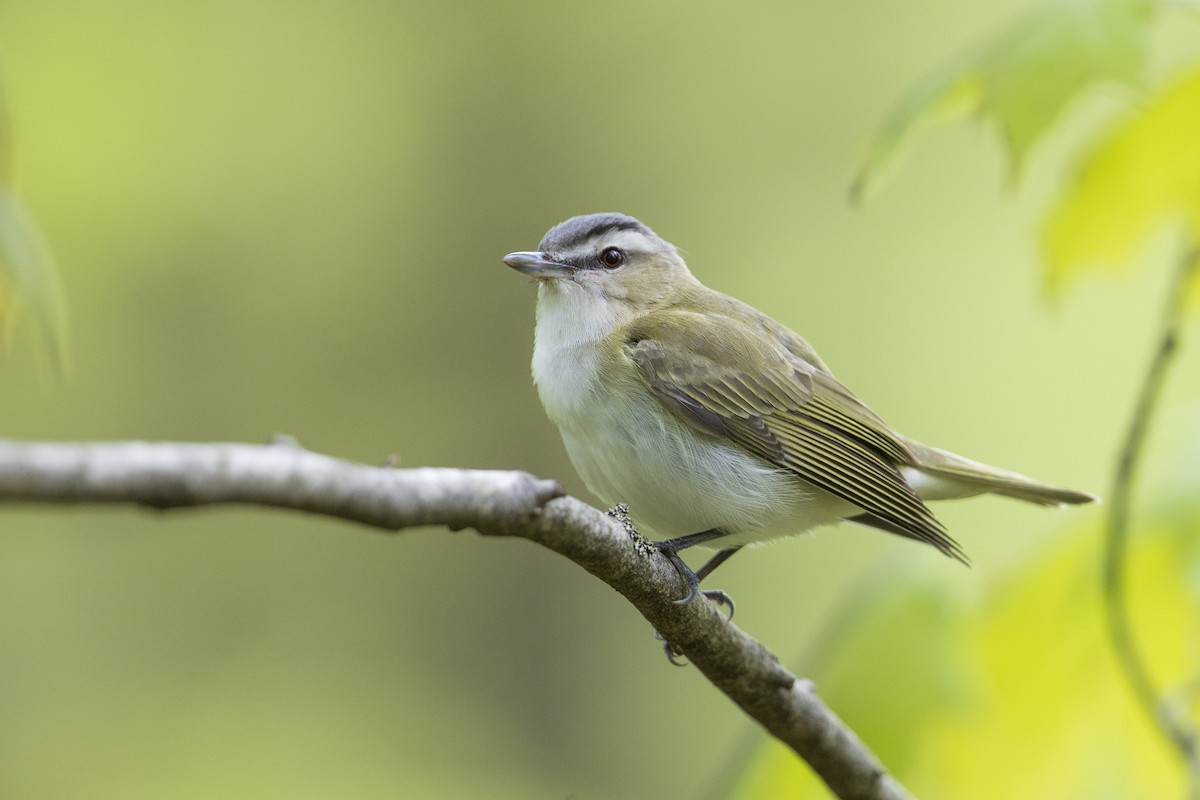 Red-eyed Vireo - ML276686931