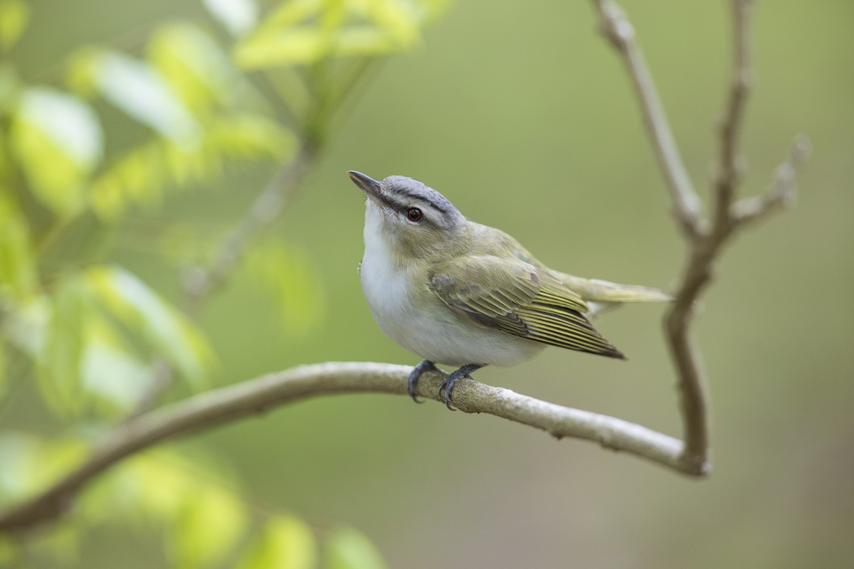 Red-eyed Vireo - Michael Stubblefield