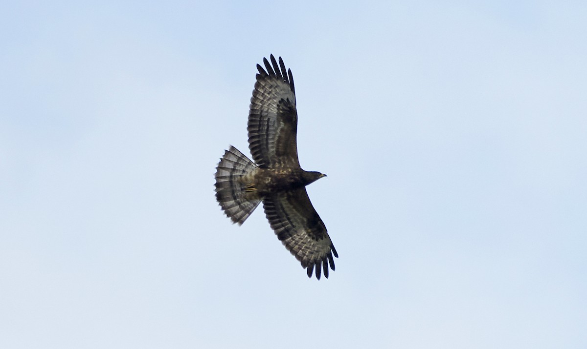 European Honey-buzzard - Daniel López-Velasco | Ornis Birding Expeditions