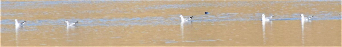 Bonaparte's Gull - ML276688971