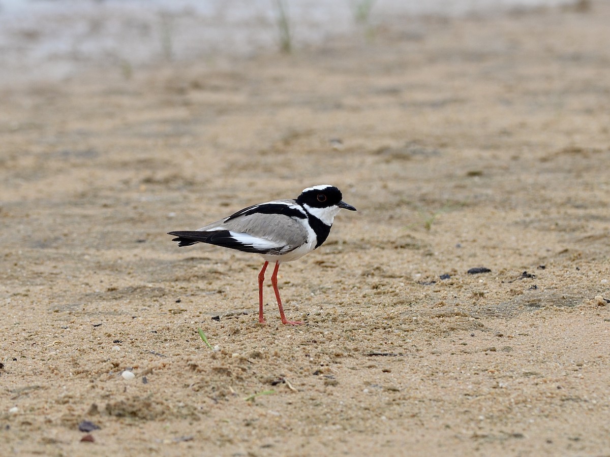 Pied Plover - ML276688991