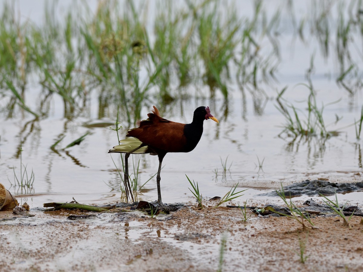 Wattled Jacana - ML276689111