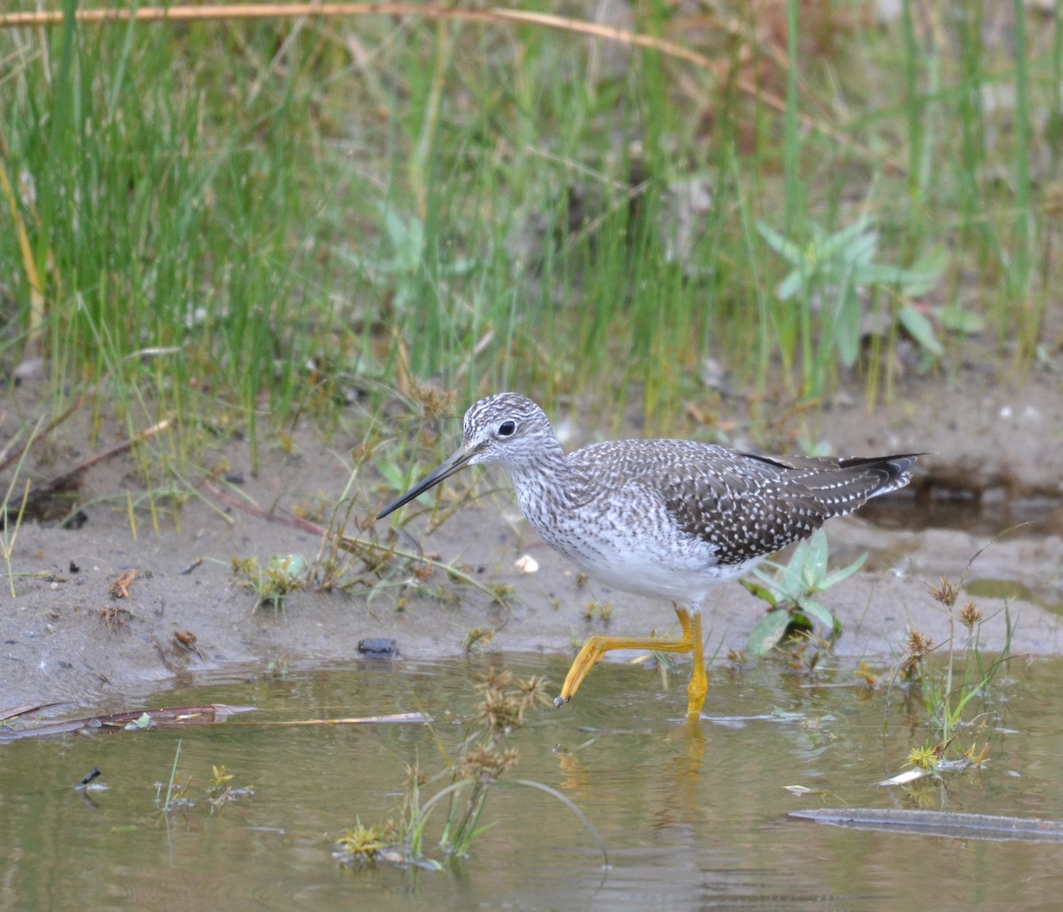 Greater Yellowlegs - ML276689151