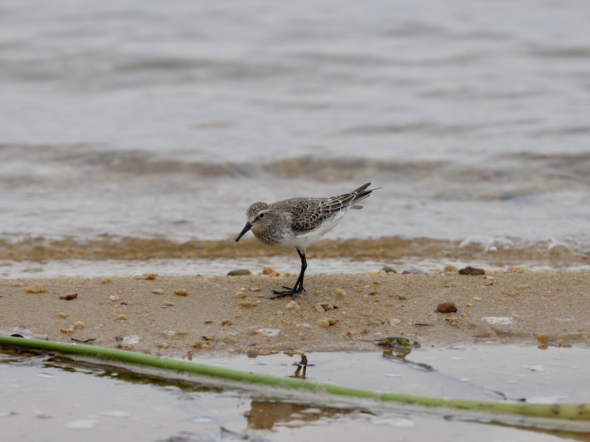 White-rumped Sandpiper - ML276689251