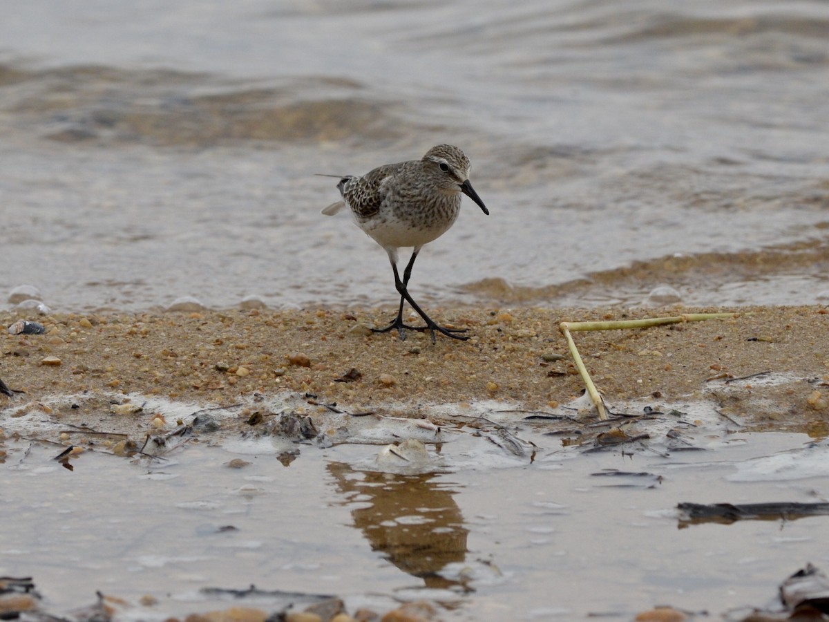 Weißbürzel-Strandläufer - ML276689261