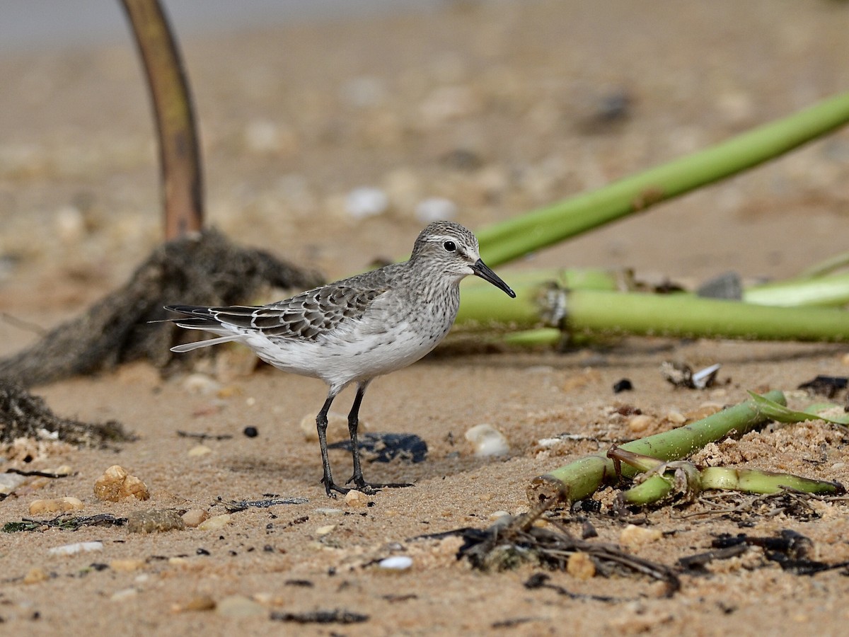 White-rumped Sandpiper - Marcelo Barbosa - Tocantins Birding