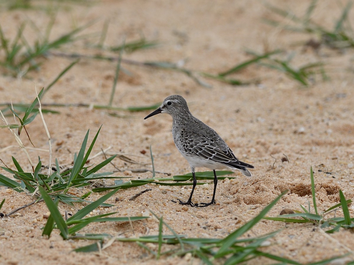 White-rumped Sandpiper - Marcelo Barbosa - Tocantins Birding