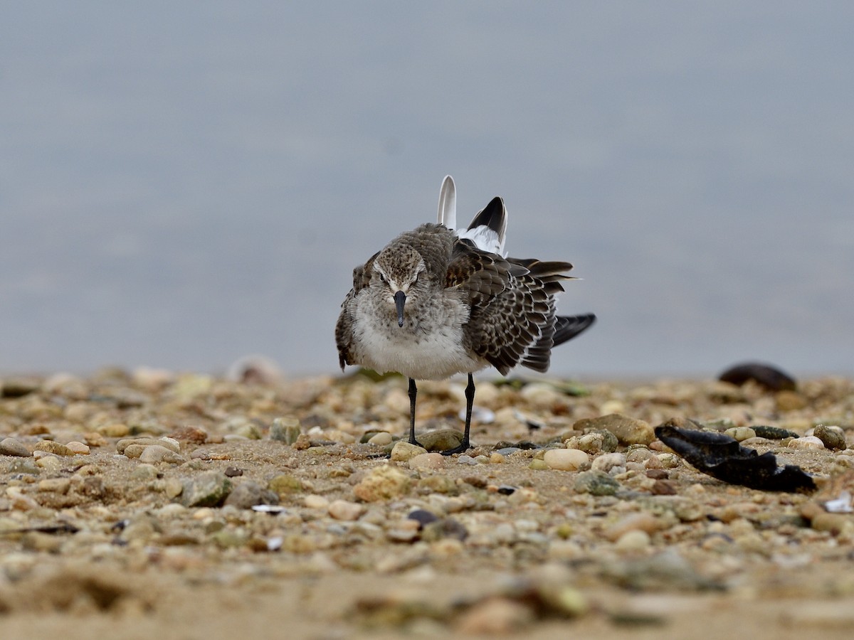 White-rumped Sandpiper - ML276689721