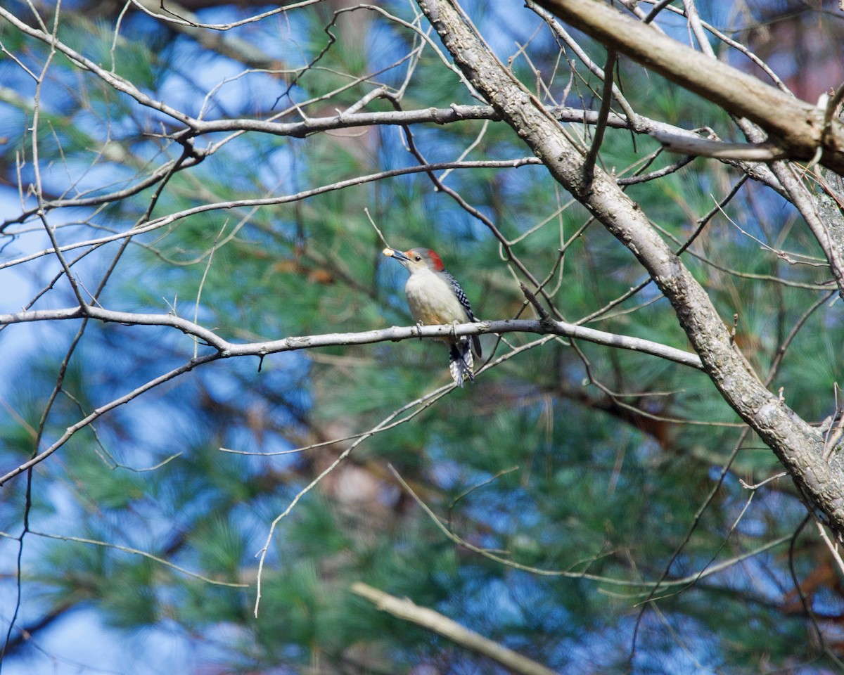 Red-bellied Woodpecker - ML276690201