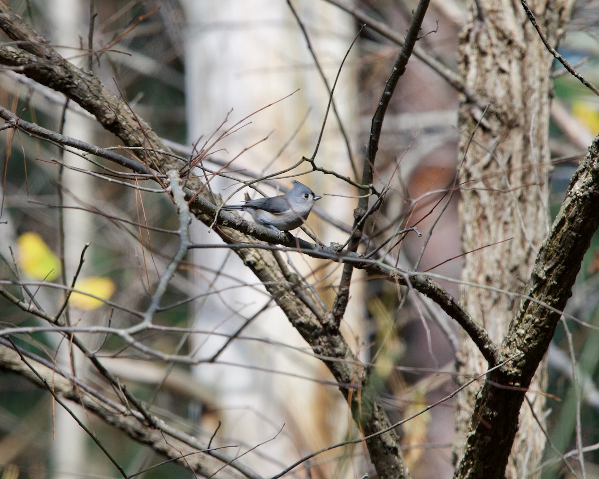 Tufted Titmouse - ML276690251