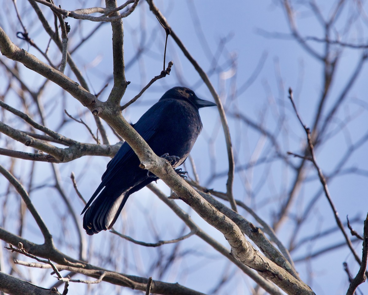 American Crow - ML276690361