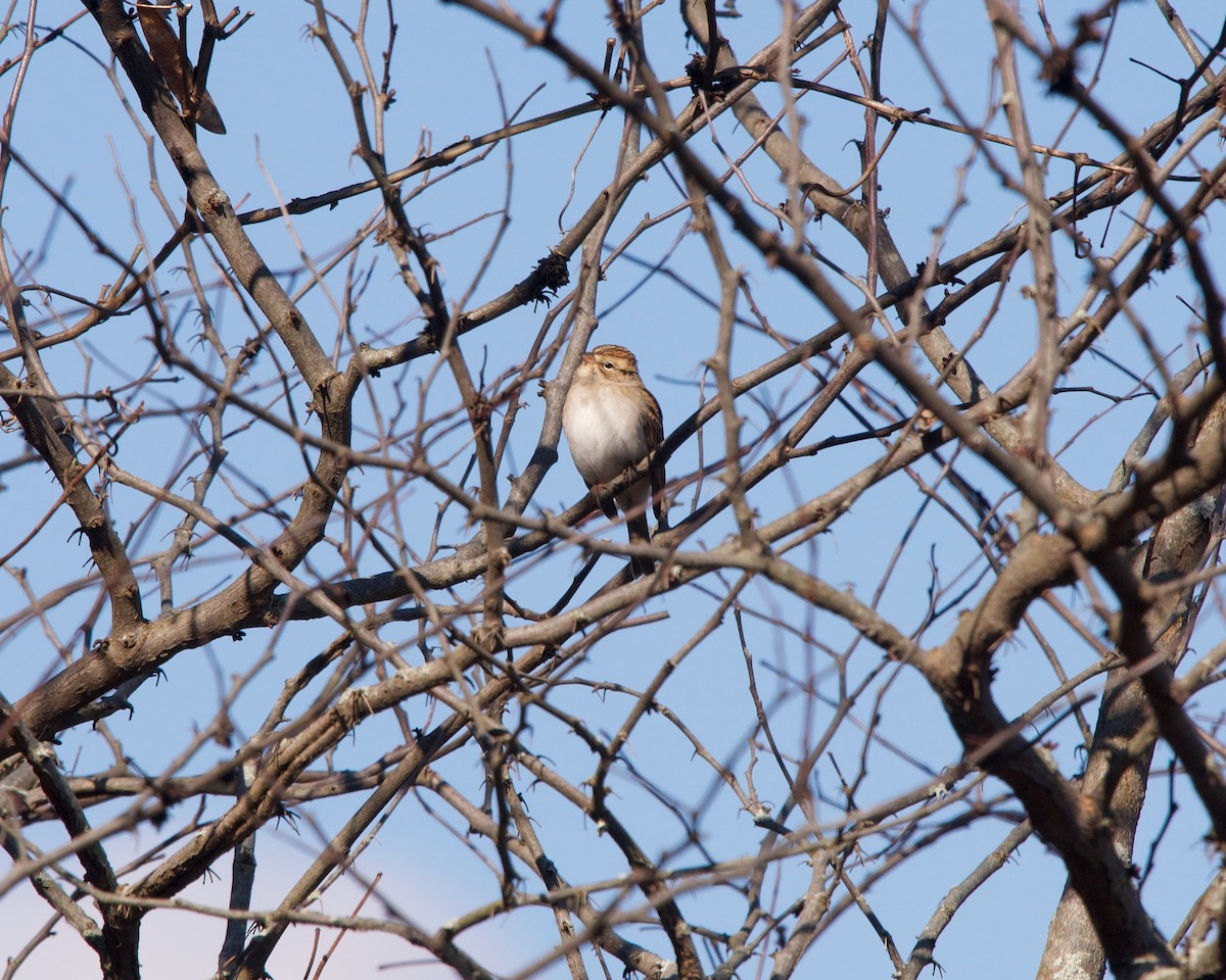 Chipping Sparrow - ML276690381