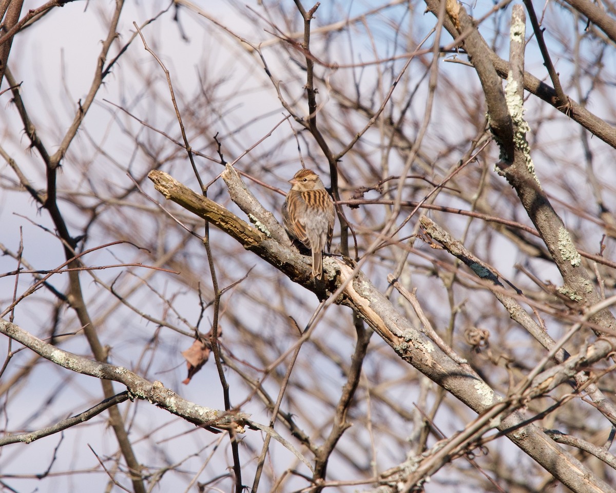 Chipping Sparrow - Jon Cefus