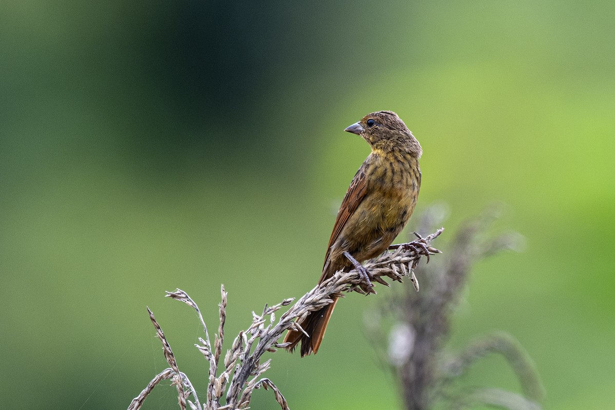 Crested Bunting - ML276690441