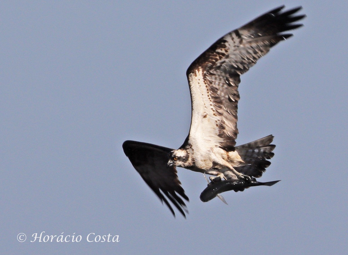 Osprey - ML276692611