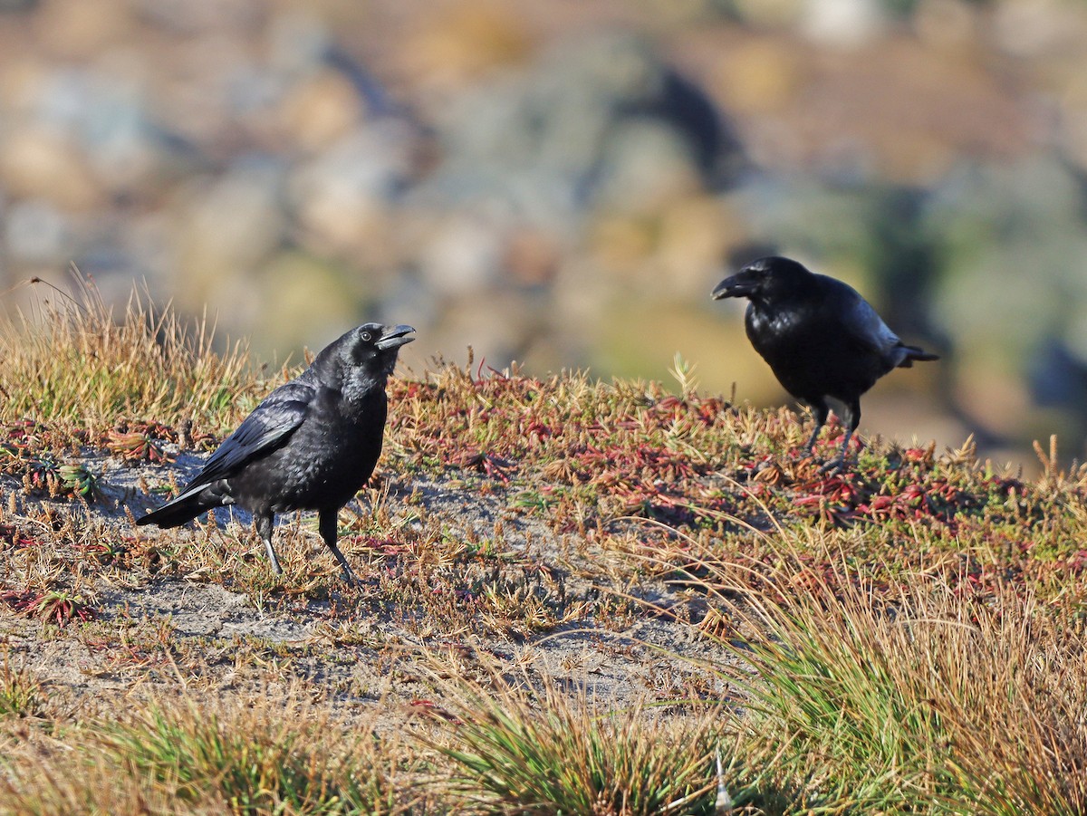 Carrion Crow - ML276692671