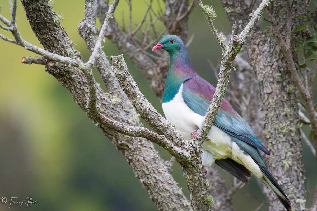 New Zealand Pigeon - ML276692931