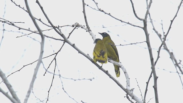 Black-headed Bulbul - ML276694191