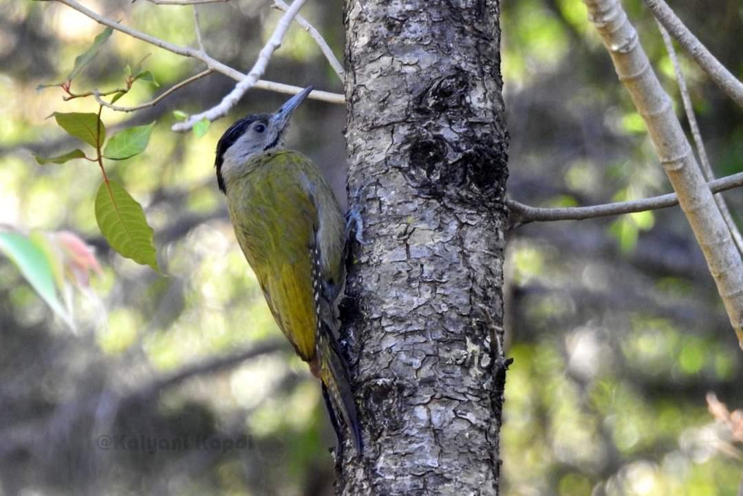 Gray-headed Woodpecker - Kalyani Kapdi
