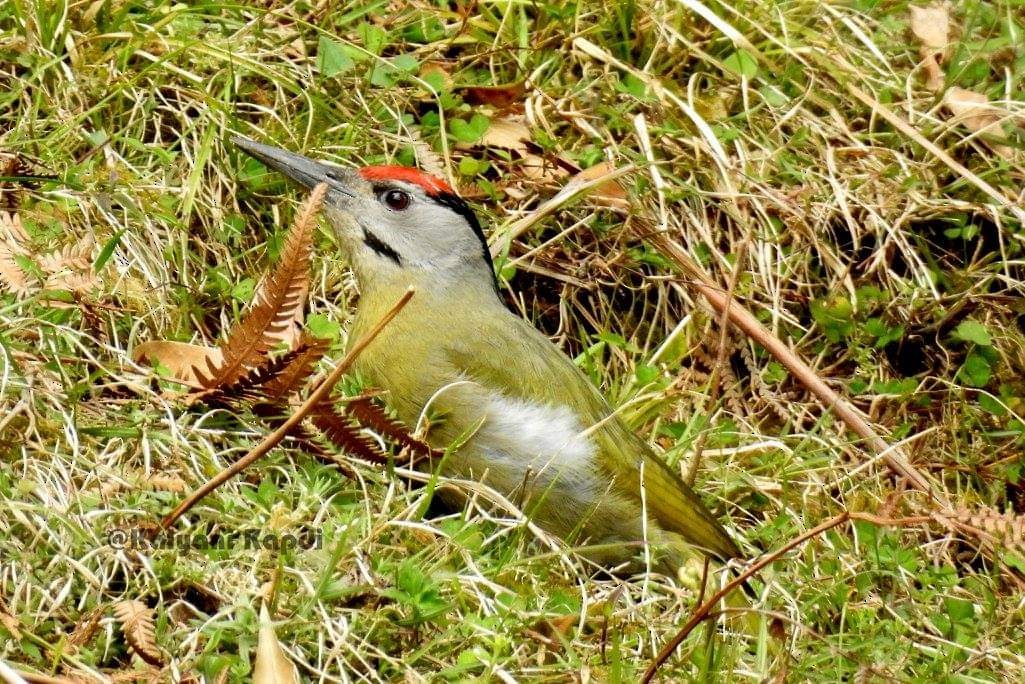 Gray-headed Woodpecker - Kalyani Kapdi