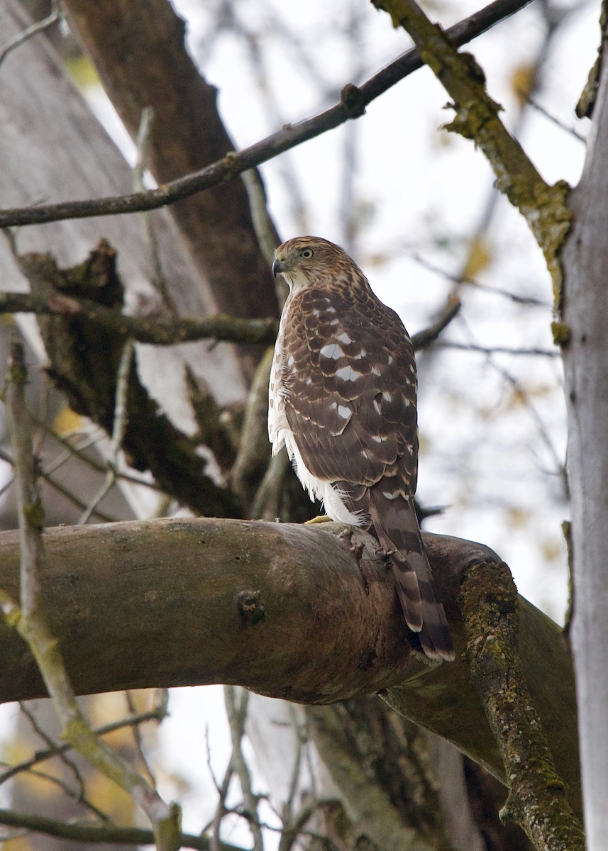 Cooper's Hawk - ML276697001