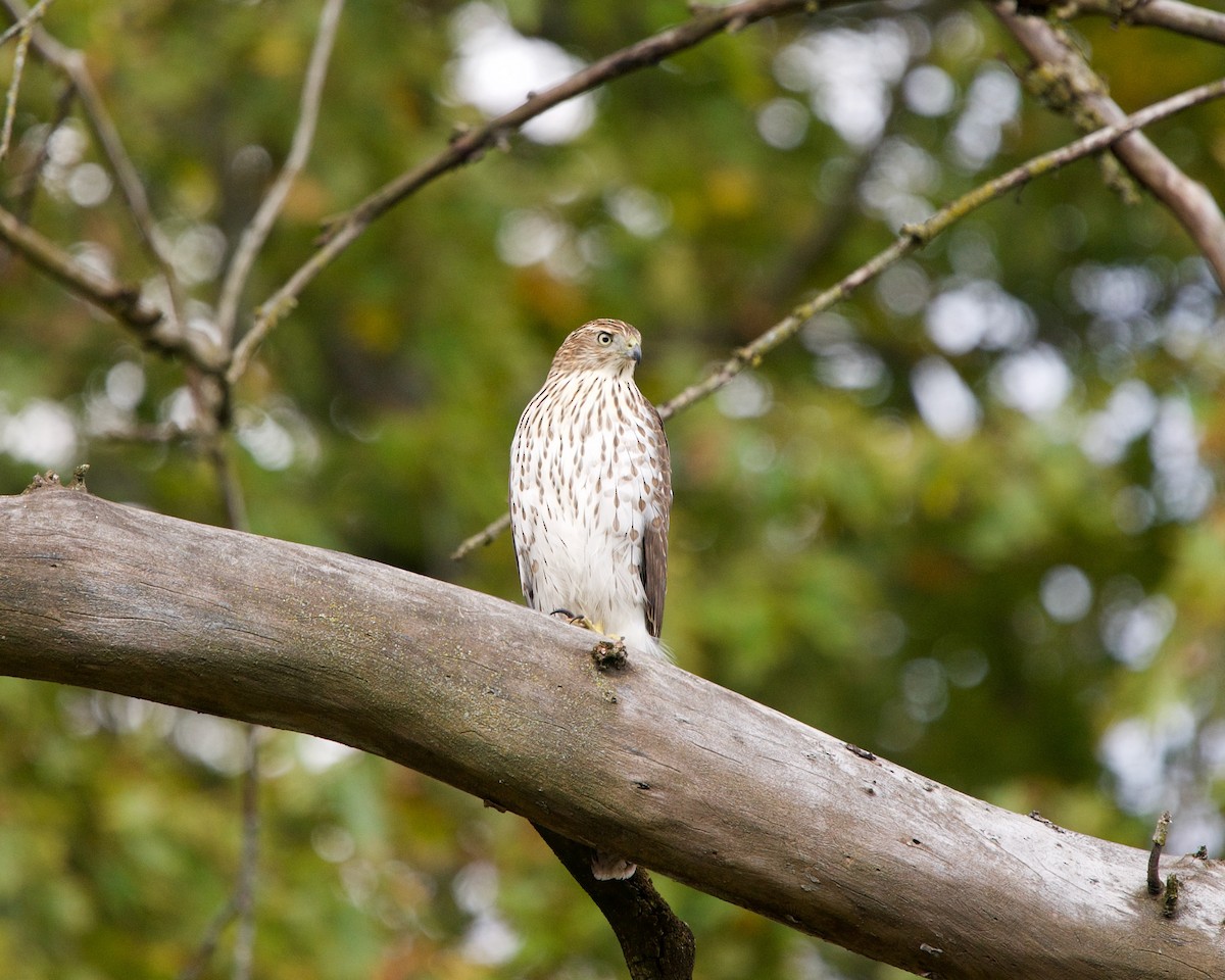 Cooper's Hawk - ML276697011