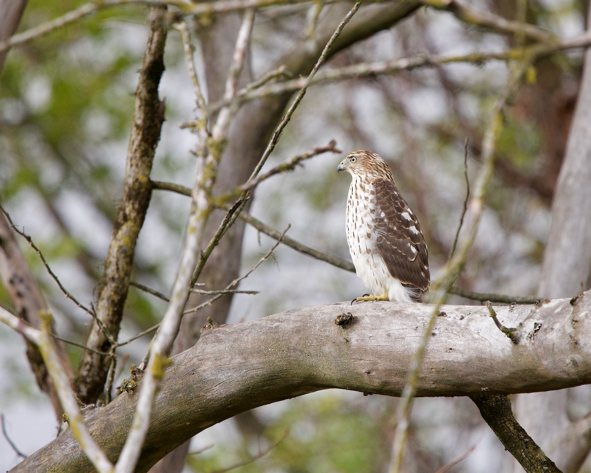 Cooper's Hawk - ML276697051