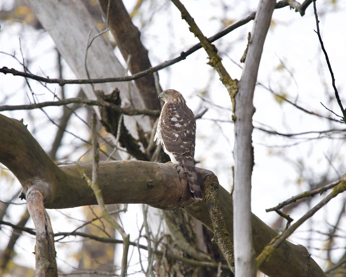 Cooper's Hawk - ML276697061