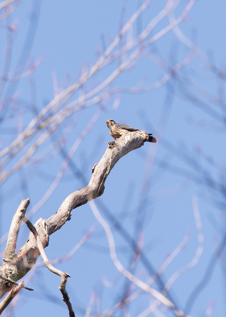 Merlin - ML276697131