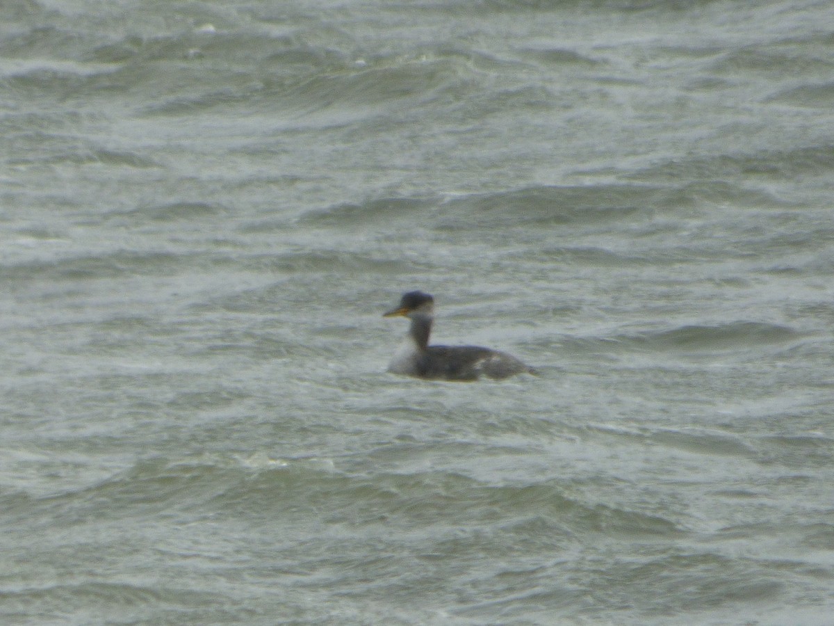 Red-necked Grebe - ML276699141