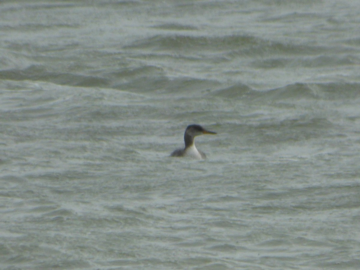 Red-necked Grebe - ML276699191