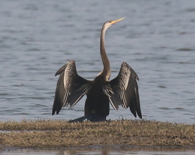 Oriental Darter - ML276699251