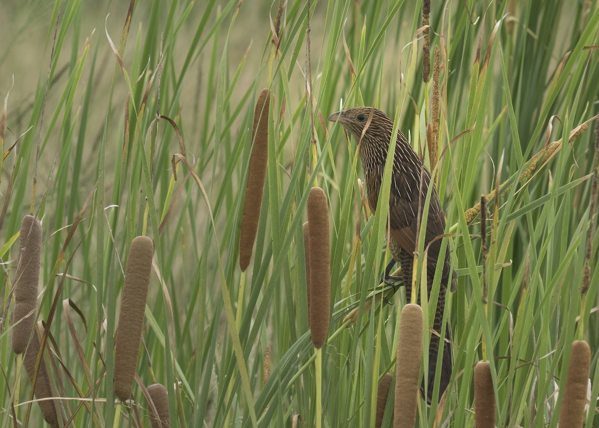 Lesser Coucal - ML276699391