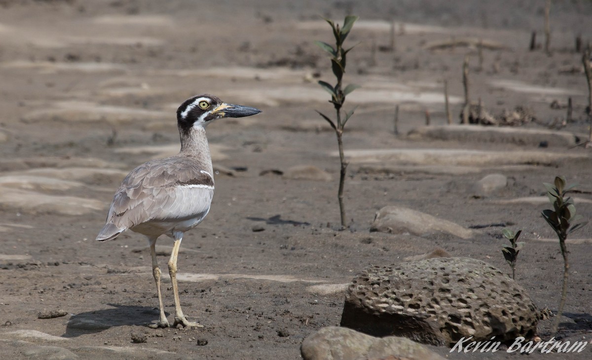 Beach Thick-knee - Kevin Bartram