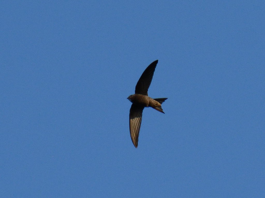 Common Swift - ML276699651